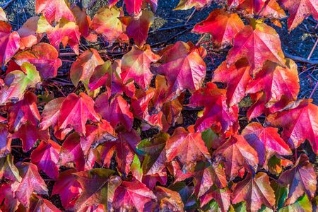 A close-up shot of richly colored autumn leaves.の写真素材