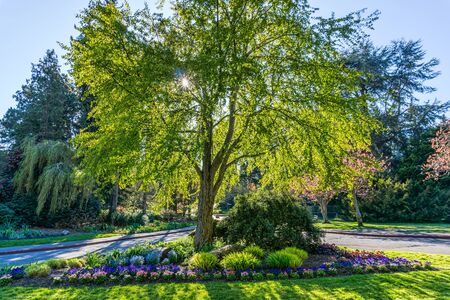 A tree stands tall at the entrance to Seward Park in Seattle, Washington.の写真素材