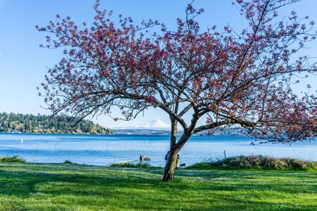 Tree blooming at Seward Park in Seattle, Washington.