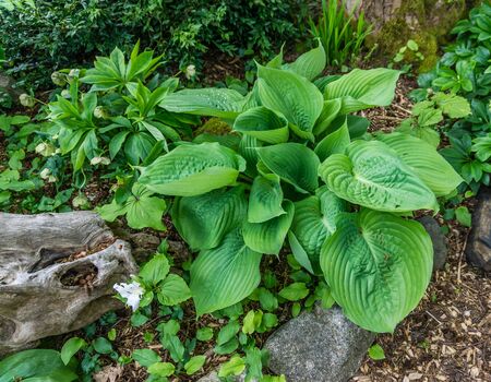 A view of elegant Hosta plant leaves in a garden in Seatac, Washington.の写真素材