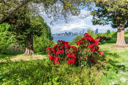 Red Rhododendron flowers at a West Seattle park in spring.の写真素材