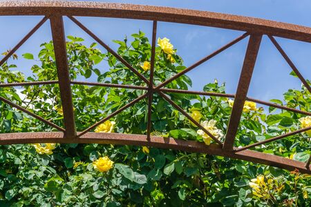 A section of a rusty trellis and yellow Roses.の写真素材