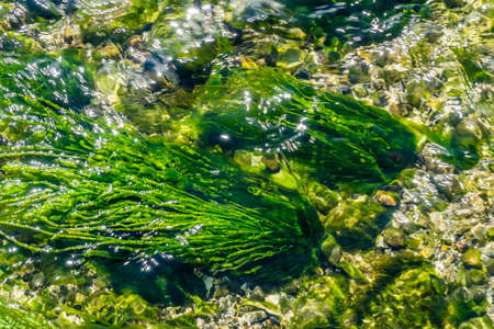 Seaweed in a tide pool in the Pacific Northwest.の写真素材