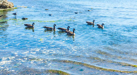 Canada Geese swim near shore in Des Moines, Washington.