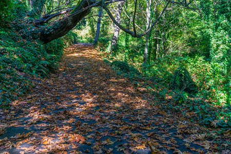 A walkway in Normandy Park, Washington.