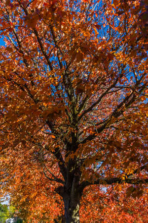 An scene of a tree with brilliant fall colors.