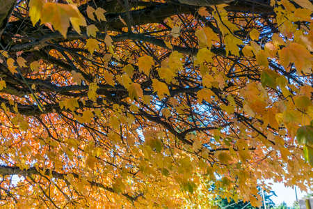 Autumn leaves burst with color on a street in Seatac, Washington.