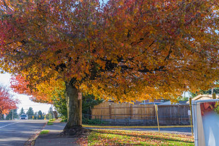 Autumn leaves burst with color on a street in Seatac, Washington.