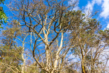 Bare trees in winter at Lincoln Park in West Seattle, Washington.
