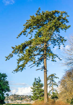 A tall tree at Lincoln Park in West Seattle, Washington.