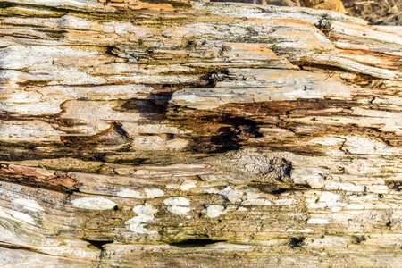 A background shot of the grain of driftwood.の写真素材