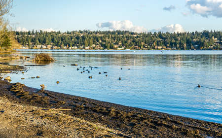 A view of Mercer Island from Seward Park in Seattle, Washingoton. Birds in the forefroung.