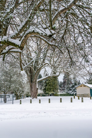 A city park in winter in Burien, Washington.の写真素材