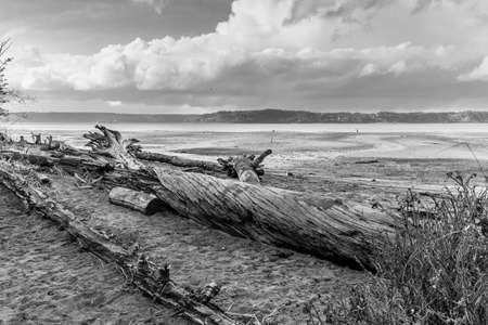 Deadwood logs line the shore at Dash Point State Park in Washington State.の写真素材