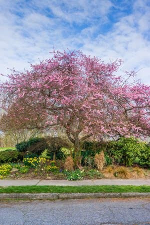 Abundant Cherry blossoms at Hamilton Viiewpoint Park in West Seattle, Washington.