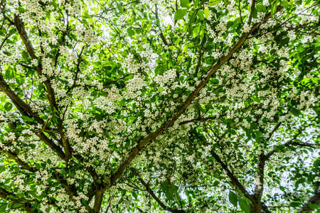 Petit white flowers background. Location is Seatac, Washington.の写真素材