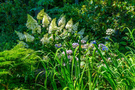 White summer flowers at a garden in Seatac, Washington.