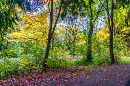 Fall foliage along the road through Washington Park Arboretum in Seattle, Washington.の写真素材