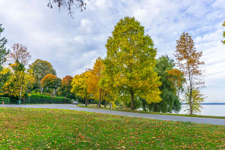 Autumn tree on the shore of Lake Washington in Seattle.