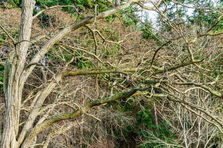 A background shot of bare tangled branches in West Seattle, Washington.