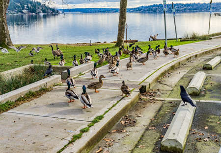 Bird sbeing fed at Seward Park in Seattle, Washington.の写真素材