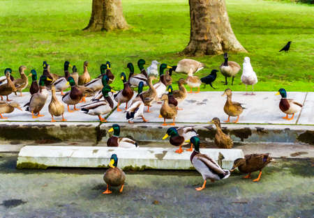 Bird sbeing fed at Seward Park in Seattle, Washington.の写真素材
