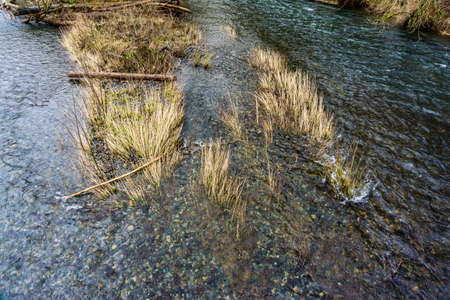 Grass grows in the shallow of the Green River in Washington State.