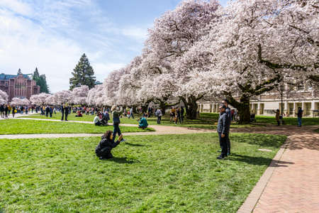 Seattle WA., USA  - MARCH 24  2022: University Of Washington Quad reopens in time for the cherry blossom bloom.のeditorial素材
