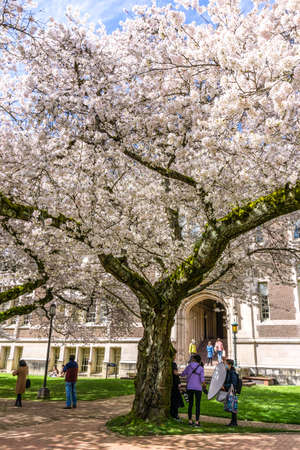 Seattle WA., USA  - MARCH 24  2022: University Of Washington Quad reopens in time for the cherry blossom bloom.のeditorial素材