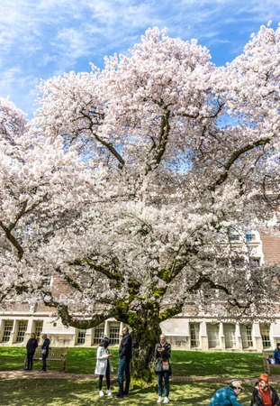 Seattle WA., USA  - MARCH 24  2022: University Of Washington Quad opens for visitors in time for the cherry blossom bloom.のeditorial素材