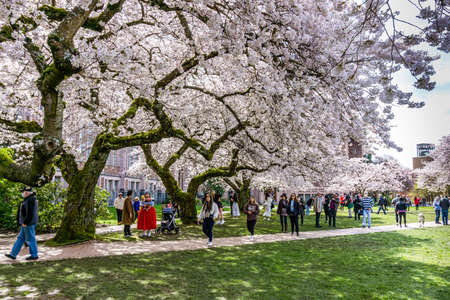 Seattle WA., USA  - MARCH 24  2022: University Of Washington Quad opens for visitors in time for the cherry blossom bloom.のeditorial素材