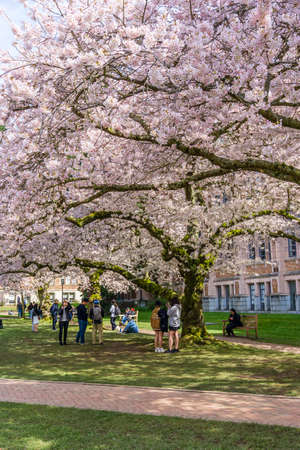 Seattle WA., USA  - MARCH 24  2022: University Of Washington Quad opens for visitors in time for the cherry blossom bloom.のeditorial素材