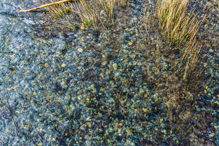 Grass grows in the shallow of the Green River in Washington State.