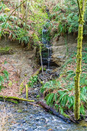 A small waterfall beside Des Moines Creek in Washington State.