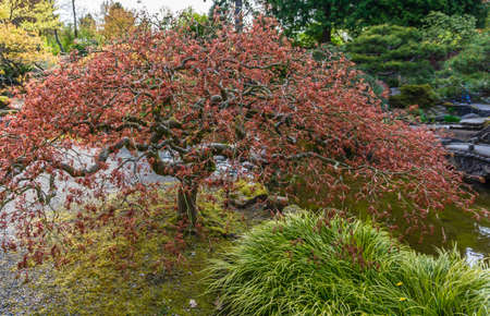 A Japanese maple tree in Seatac, Washington.