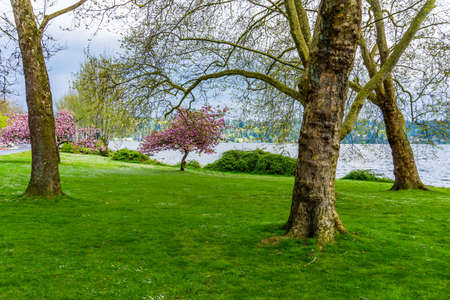 Cherry trees bloom along the road at Seward Park in Washington State.の写真素材