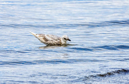 A bathing seagull shakes off water droplets at Dash Point, Washington.