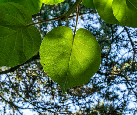 Light shines behing a leaf in South Seattle, Washington.