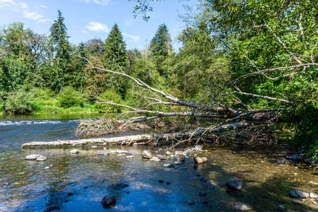 A deadwood tree along Green River in Washington State.