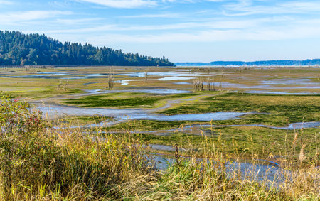 A view of the Nisqually Wetlands in Washington State. Landscape photo.の写真素材