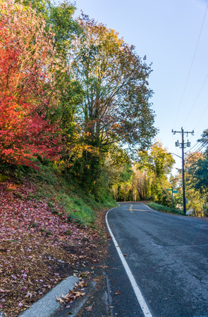 Beautiful autumn colors on trees along a street in Burien, Washington.の写真素材
