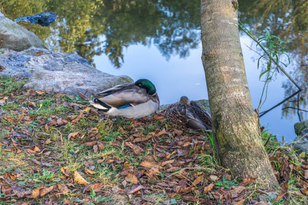 A duck sleeps near a pond in Washington State.の写真素材