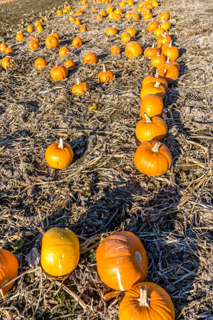 Lines of harvested pumpkins in Kent, Washington.の写真素材