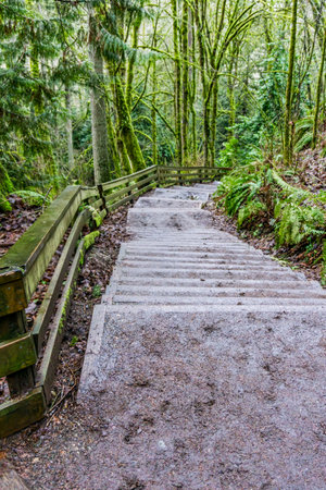 Trees line the trail at Meadowdale Beach Park in Lynnwood, Washingotn.