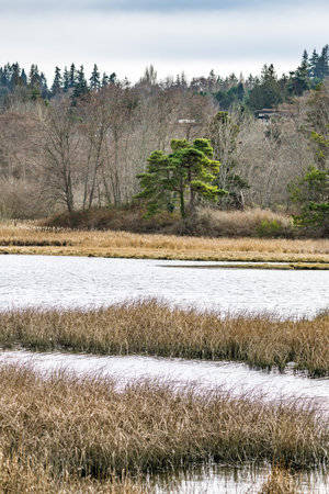 Winter at Edumond Marsh in Edmonds, Washington. Landscape scene.