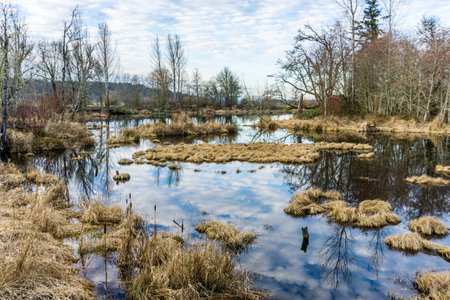 The environment is reflected in the water of the Nisqually Wetlands in Washington State.の写真素材