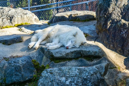 A white wolf sleeps on rocks at an animal park in Issaquah, Washington.の写真素材