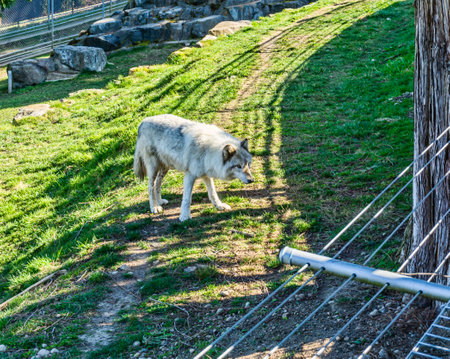 A wolf atands on grass at an animal park in Issaquah, Washington.