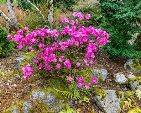 Pink spring blossoms at the Bellevue Botanical Garden in Washington Stateの写真素材