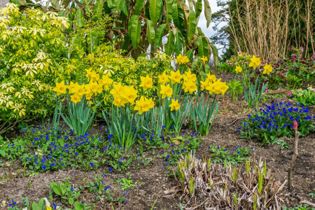Daffodils in bloom in a garden plot at Bellevue Botanical Garden in Washington State.の写真素材